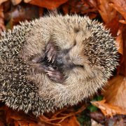 Animali che vanno in letargo: dall'orso al riccio