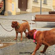 Collari per cani: a strozzo, mezzo strozzo, a cavezza e antiabbaio