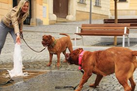 Collari per cani: a strozzo, mezzo strozzo, a cavezza e antiabbaio