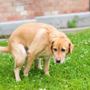 Diarrea cane: quando preoccuparsi? Sintomi e cure