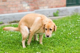 Diarrea cane: quando preoccuparsi? Sintomi e cure