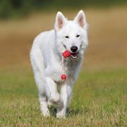 Giochi per cani: dai giocattoli per divertimento all'addestramento