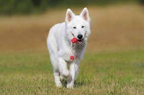 Giochi per cani: dai giocattoli per divertimento all'addestramento