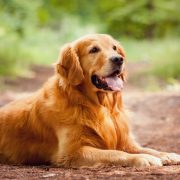 Golden Retriever: perchè prenderlo, pro e contro