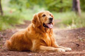 Golden Retriever: perchè prenderlo, pro e contro