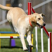 Labrador Retriever: carattere, salute e alimentazione