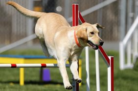 Labrador Retriever: carattere, salute e alimentazione