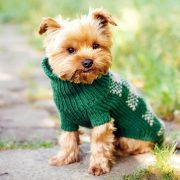 Inverno: come scegliere il giusto abbigliamento per cani