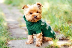 Inverno: come scegliere il giusto abbigliamento per cani