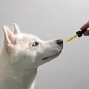 Olio CBD per cani: cos'è, proprietà, prodotti e dosaggio